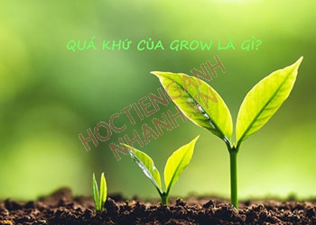 Quá khứ của grow là gì? Cách chia động từ theo các thì tiếng Anh