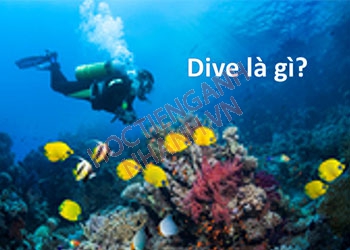 Quá khứ của dive là gì? Cách chia động từ dive theo từng thì