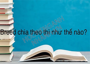 Quá khứ của breed là gì? Cách chia và cấu trúc breed chuẩn nhất