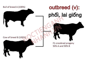 Quá khứ của outbreed là gì? Cách chia outbreed theo nhóm thì