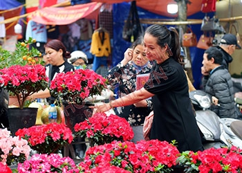 Đi chợ hoa tiếng Anh là gì? Các cụm từ thông dụng nhất