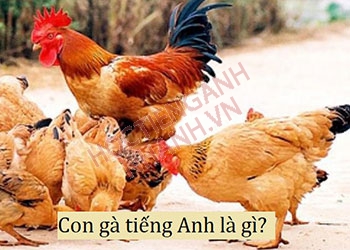 Con gà tiếng Anh là gì? Ví dụ và các cụm từ liên quan