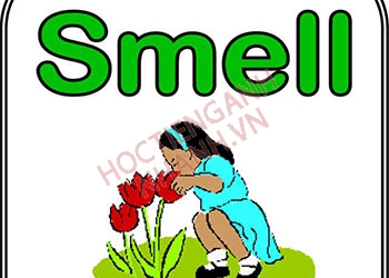 Quá khứ của smell là gì? Nghĩa và cách dùng smell chuẩn ngữ pháp