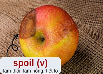 Quá khứ của spoil là gì? Chia động từ spoil theo thì tiếng Anh chuẩn