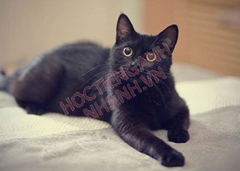 Con mèo đen tiếng Anh là gì? Ví dụ và các cụm từ liên quan