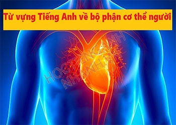 Tổng hợp bộ từ vựng tiếng Anh về bộ phận cơ thể người (trong và ngoài)