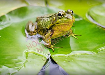 Con ếch tiếng Anh là gì? Tên gọi và kiến thức liên quan