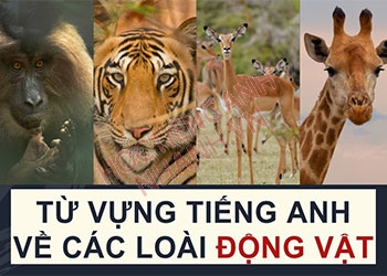 Tổng hợp từ vựng tiếng Anh về động vật, thú cưng đầy đủ nhất