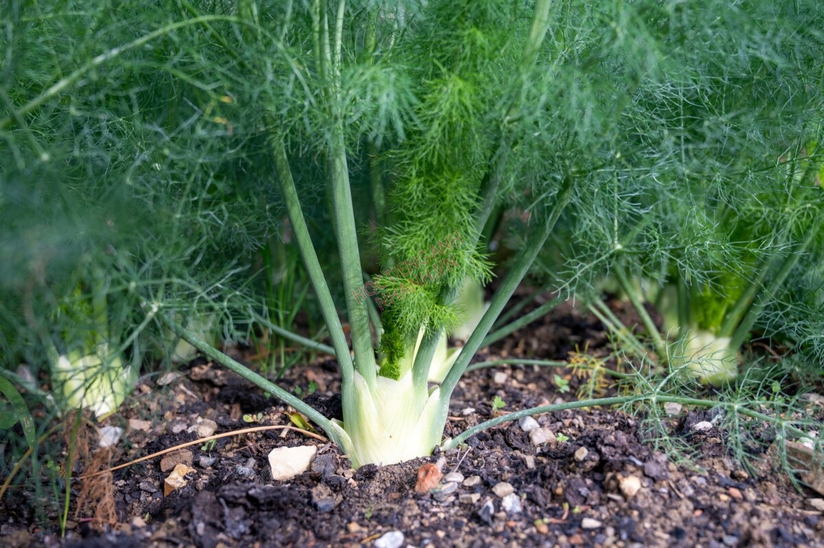 Why Fennel Is Really Bad For Your Garden – But You Should Grow it Anyway