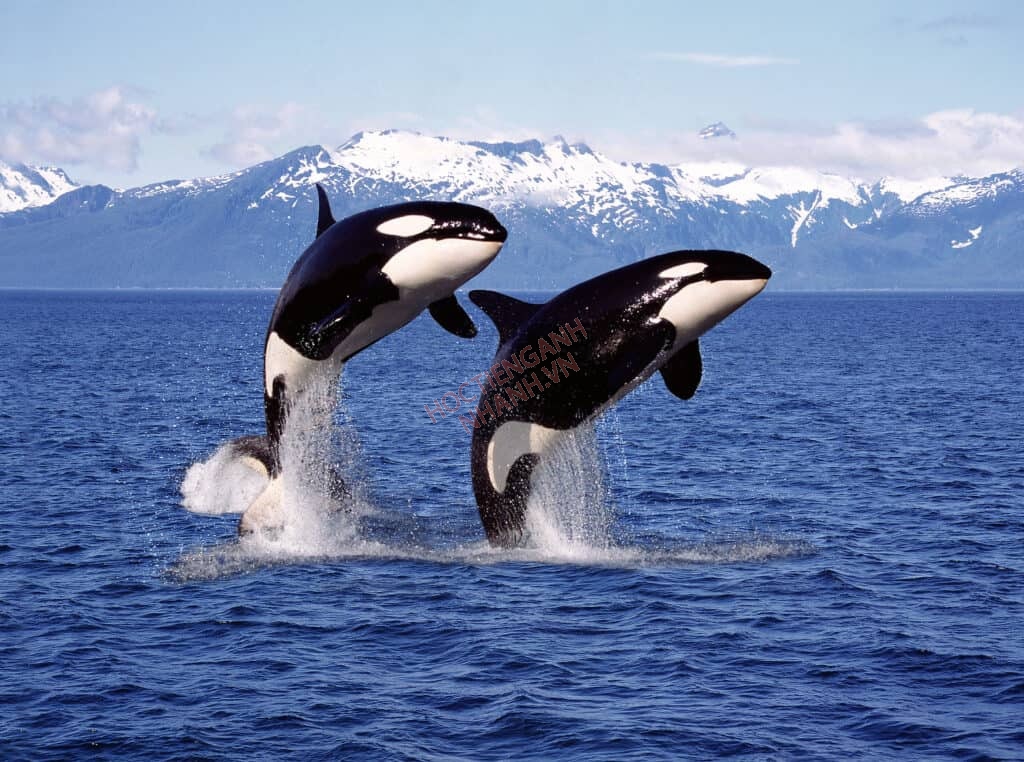 Killer Whale Animal Facts | Orcinus orca - AZ Animals