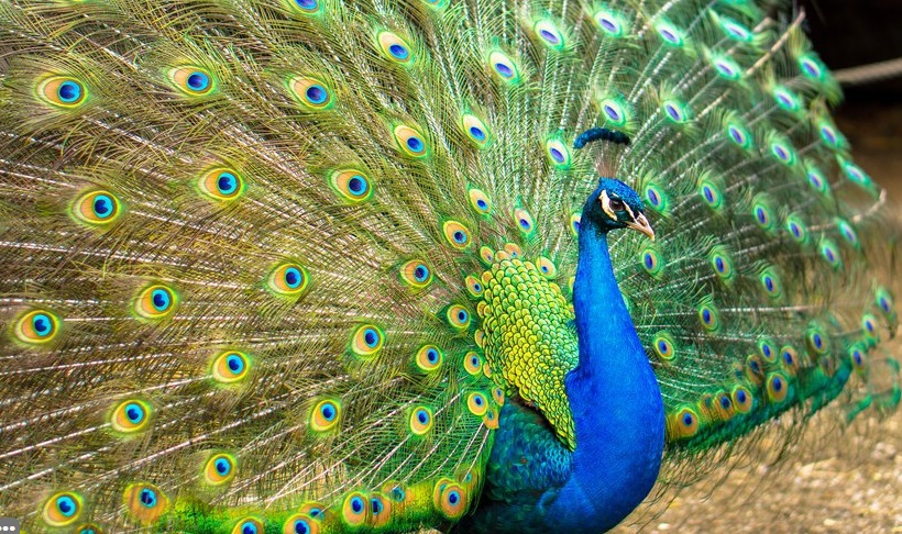 Wild Florida Peacocks - Unique Florida — Villages of Citrus Hills