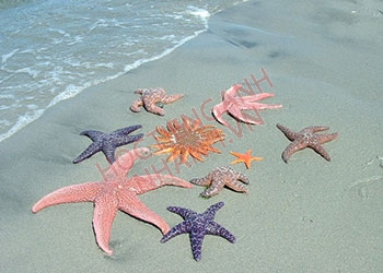 Con sao biển tiếng Anh là gì? Starfish hay sea star mới đúng?