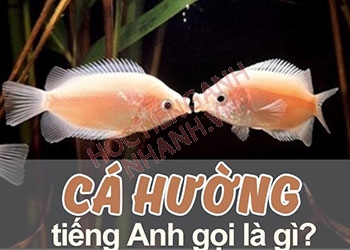 Cá hường tiếng Anh là gì? Tên gọi và cách phát âm chuẩn