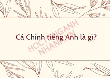 Cá chình tiếng Anh là gì? Cách đọc đúng và ví dụ liên quan