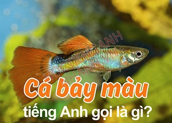 Cá bảy màu tiếng Anh là gì? Cách đọc và ví dụ câu liên quan