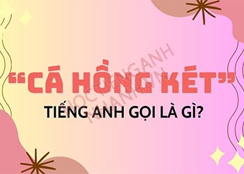 Cá hồng két tiếng Anh là gì? Ví dụ và cách đọc chuẩn từ này