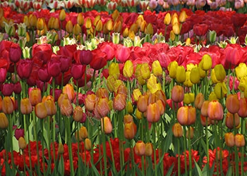 Hoa tulip tiếng Anh là gì? Ví dụ và hội thoại liên quan