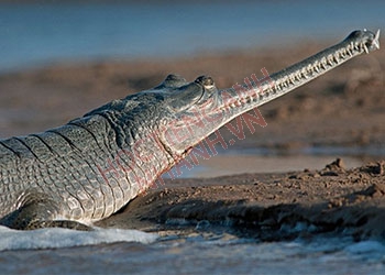 Cá sấu Ấn Độ tiếng Anh là gì? Cách phát âm chuẩn IPA