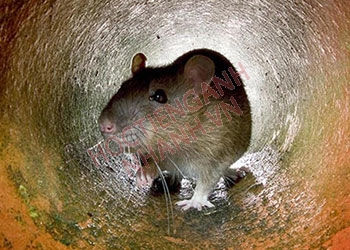 Con chuột cống tiếng Anh là gì? Phát âm và ví dụ