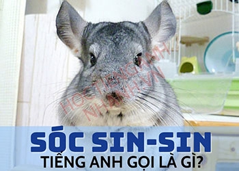 Sóc sin-sin tiếng Anh là gì? Cách phát âm và ví dụ liên quan