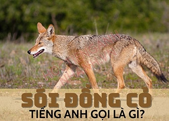 Sói đồng cỏ tiếng Anh là gì? Cách phát âm và ví dụ liên quan