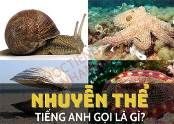 Nhuyễn thể tiếng Anh là gì? Cách phát âm đúng và ví dụ