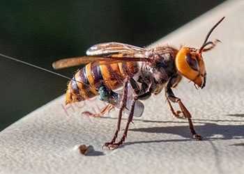 Ong bắp cày tiếng Anh là gì? Cách phát âm từ vựng này