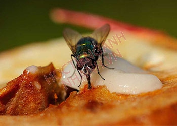 Con ruồi tiếng Anh là gì? Cách phát âm và cụm từ liên quan