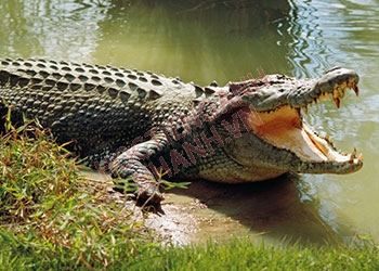 Cá sấu Mỹ tiếng Anh là gì? Cách phát âm đúng và ví dụ