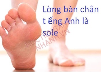 Lòng bàn chân tiếng Anh là gì? Cách đọc chuẩn xác theo IPA