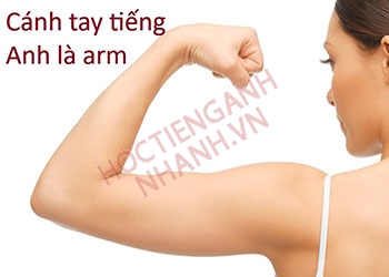 Cánh tay tiếng Anh là gì? Cách phát âm và đoạn hội thoại