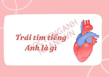 Trái tim tiếng Anh là gì? Ví dụ song ngữ và đoạn hội thoại