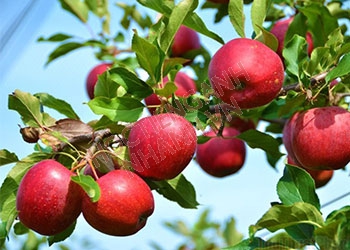 Cây táo tiếng Anh là gì? Cụm từ đi kèm và hội thoại liên quan