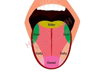 Cái lưỡi tiếng Anh là gì? Học cách phát âm từ vựng đúng