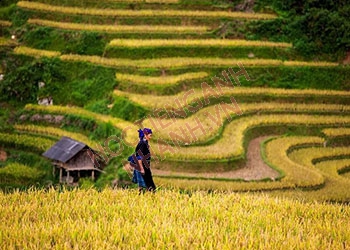 Ruộng bậc thang tiếng Anh là gì? Ví dụ song ngữ và cụm từ liên quan