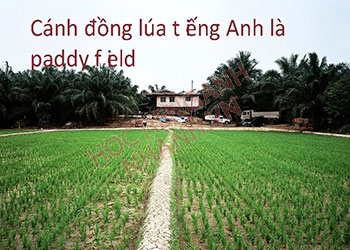 Đồng lúa tiếng Anh là gì? Bản dịch hàng đầu tại Anh Mỹ