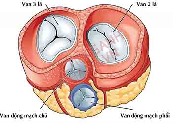 Hở van tim tiếng Anh là gì? Từ loại, cụm từ và ví dụ liên quan